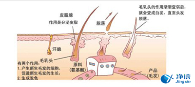 毛發生長圖